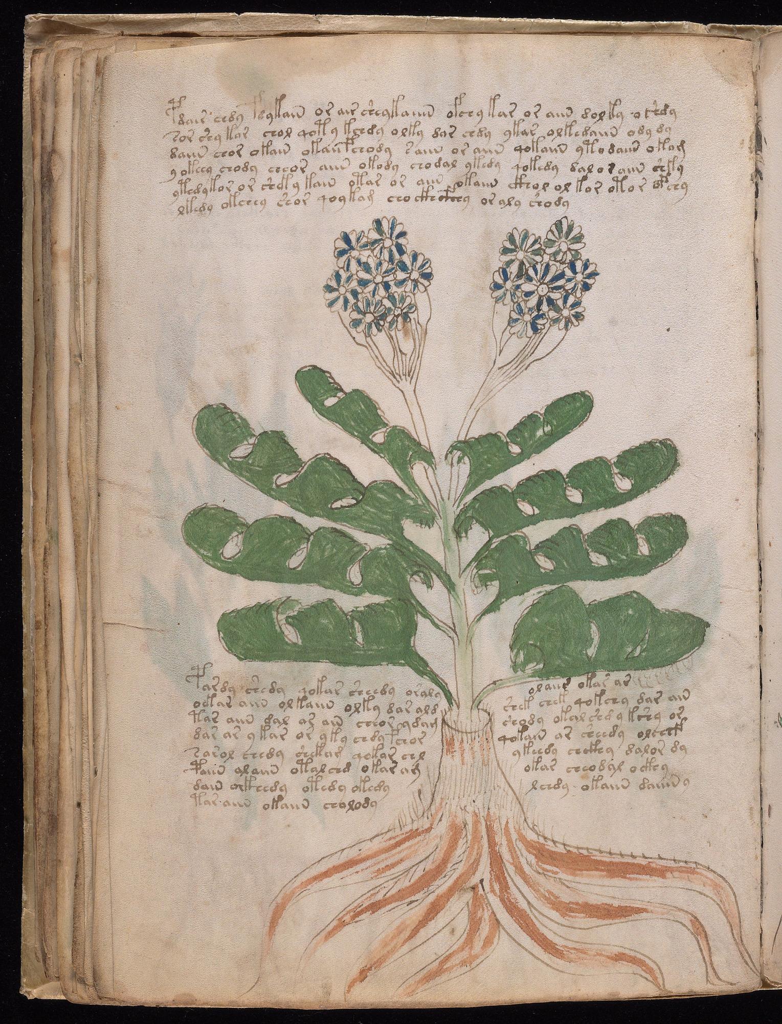 Voynich Manuscript folio f39v — Beinecke MS 408